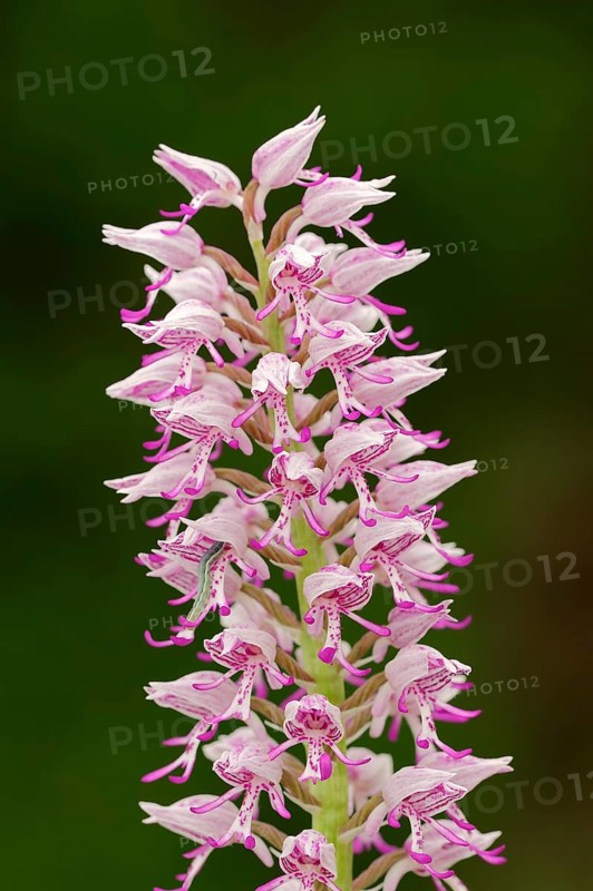Hybrid of military orchid (Orchis militaris) and monkey orchid (Orchis simia)
