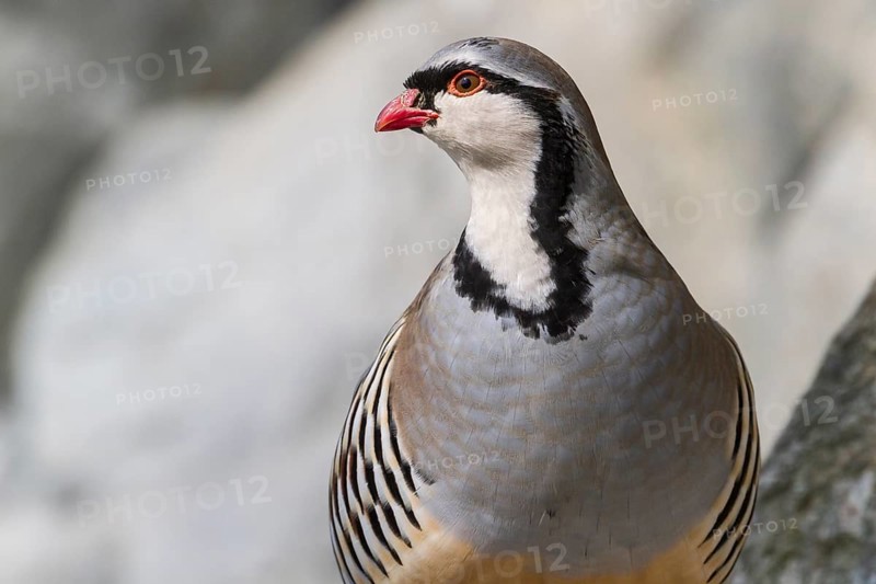 Rock Partridge (Alectoris graeca)