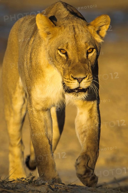 Lioness (Panthera leo)