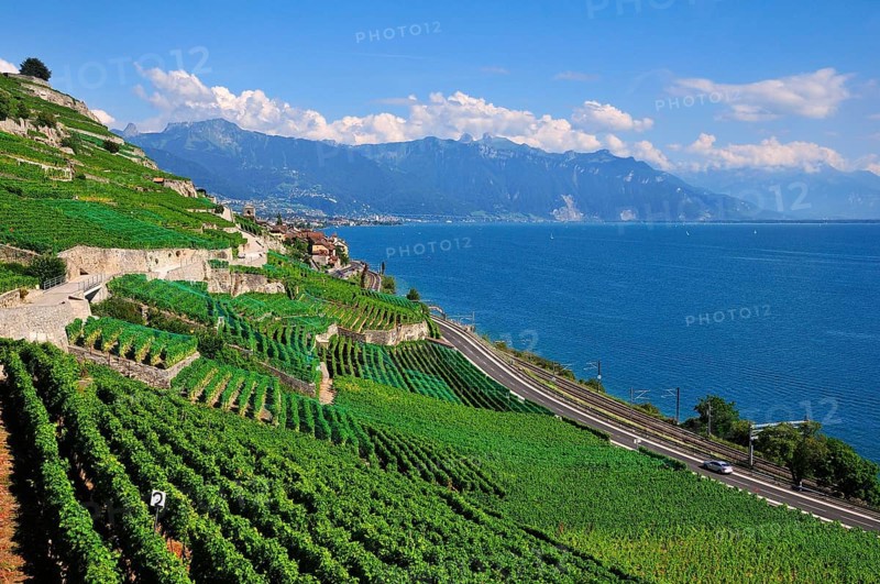 View over the vineyards and Lake Geneva towards Lausanne