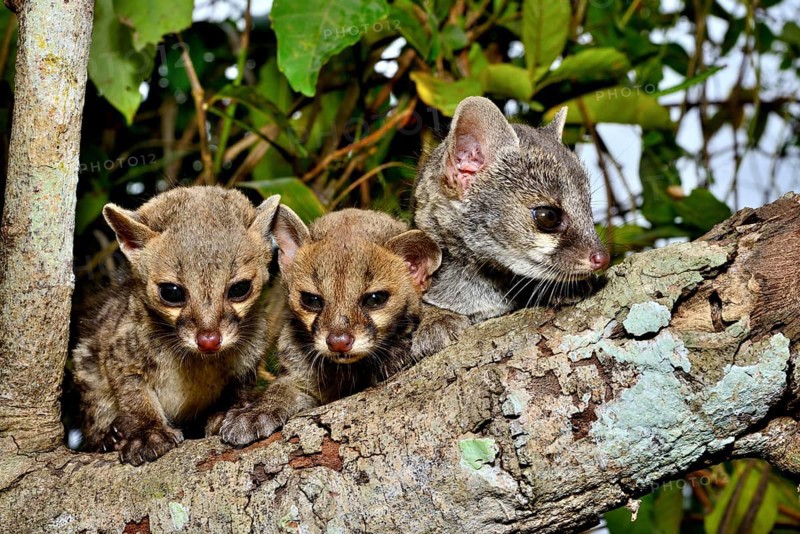 Common genets (Genetta genetta)