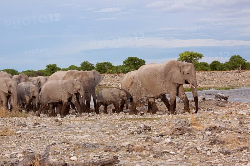 African elephants (Loxodonta africana) at a waterhole