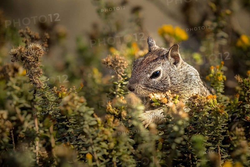 California Ground Squirrel (Otospermophilus beecheyi)