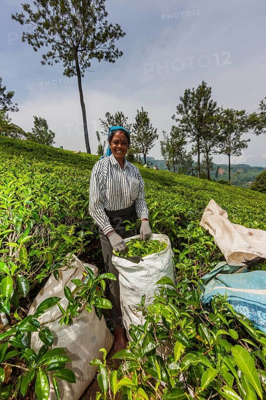 Tea picker