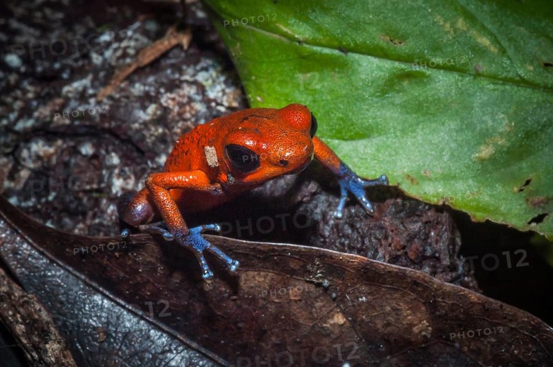 Strawberry Poison-dart Frog (Oophaga pumilio)