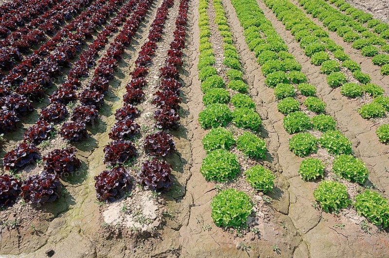 Field with Lollo Rosso and Lollo Bionda lettuce (Lactuca sativa var crispa)