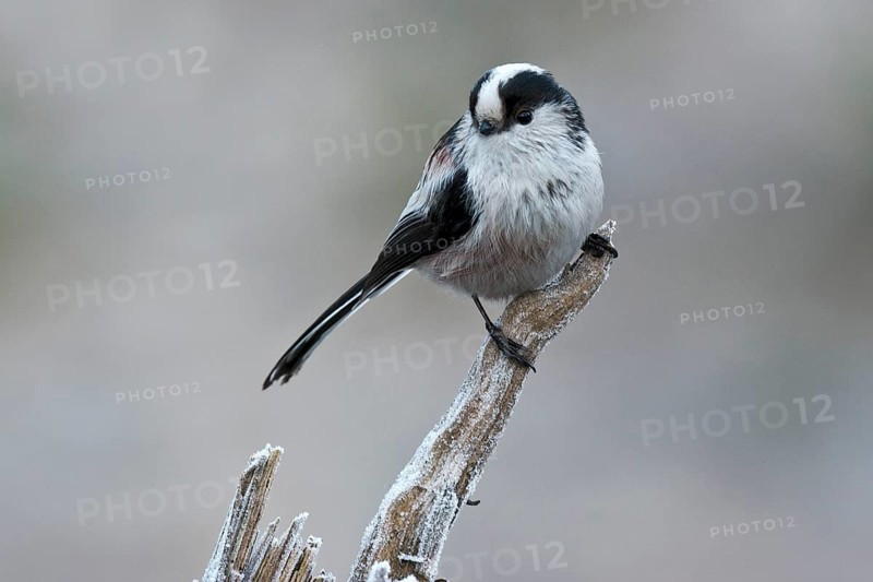 Long-tailed Tit (Aegithalos caudatus europaeus)