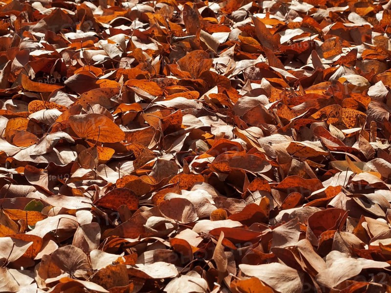 Fallen Mopane leaves (Colophospermum mopane)