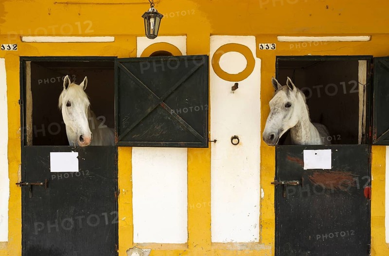 Stallions in their box stalls during the Feria del Caballo Horse Fair