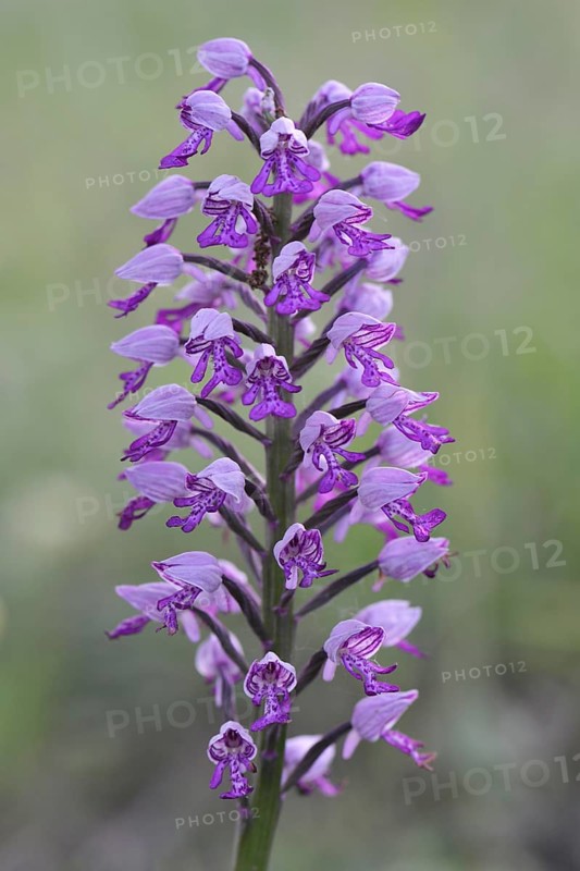 Military Orchid (Orchis militaris)