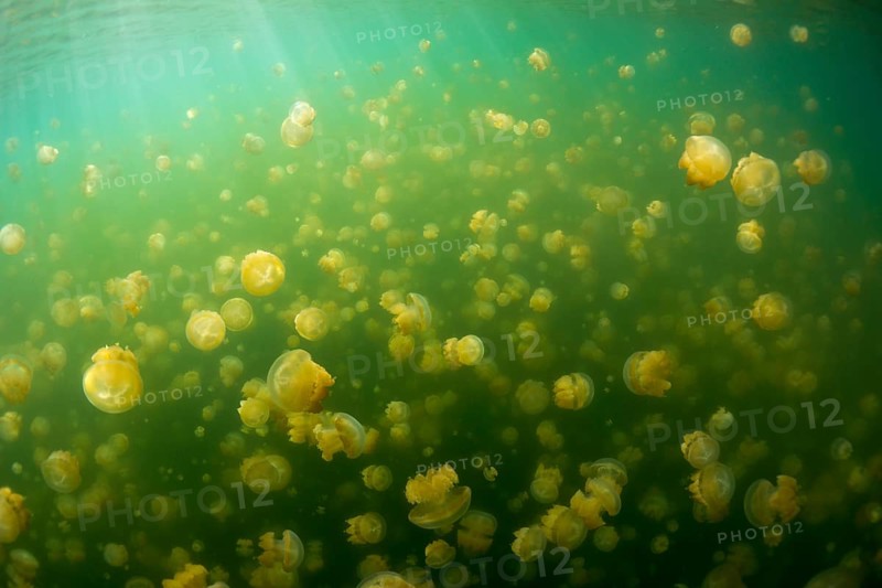 Golden Medusas or Papuan Jellyfish (Papua Mastigias)
