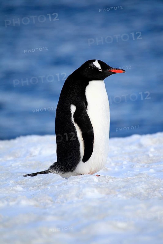 Gentoo Penguin (Pygoscelis papua)