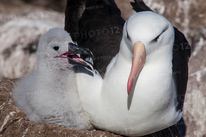 Black-browed Albatross or Black-browed Mollymawk (Thalassarche melanophris)