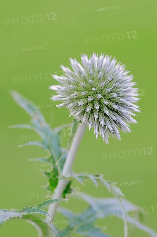 Small globe thistle (Echinops ritro)