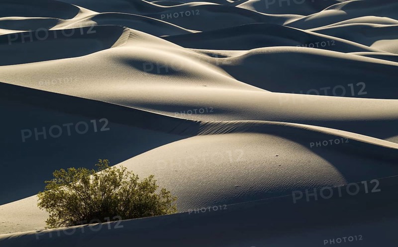 Honey Mesquite tree (Prosopis glandulosa torreyana) on the Mesquite Flat Sand Dunes in the early morning