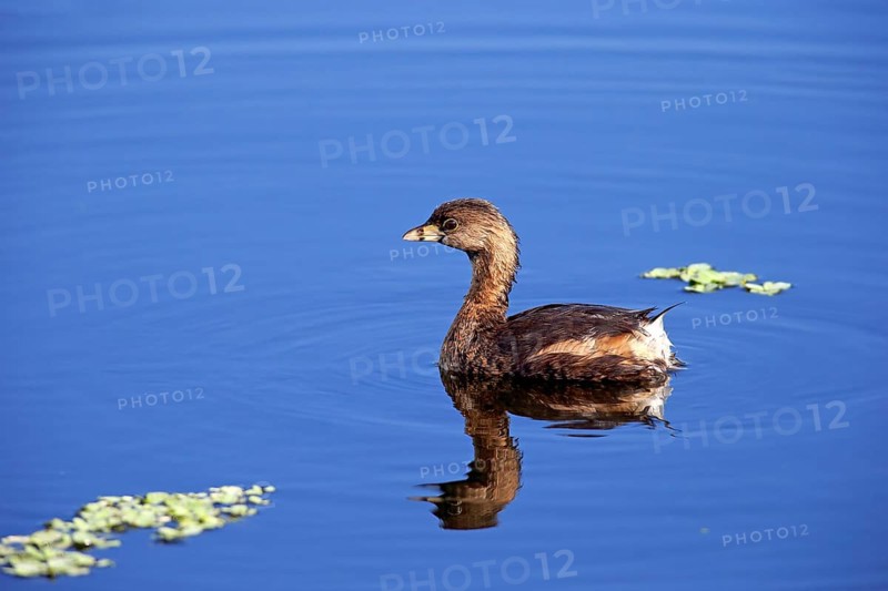 Grebe