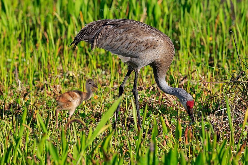 Sandhill Crane (Grus canadensis) with young