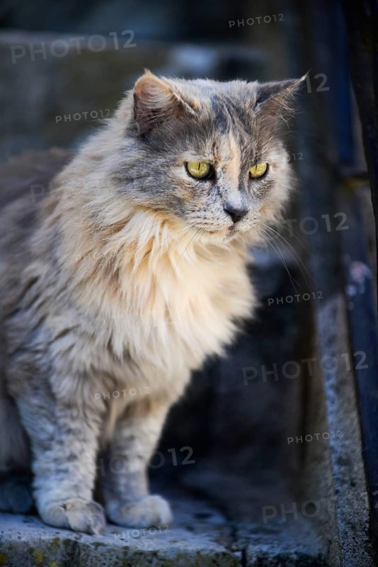 Attentive domestic cat on the stairs