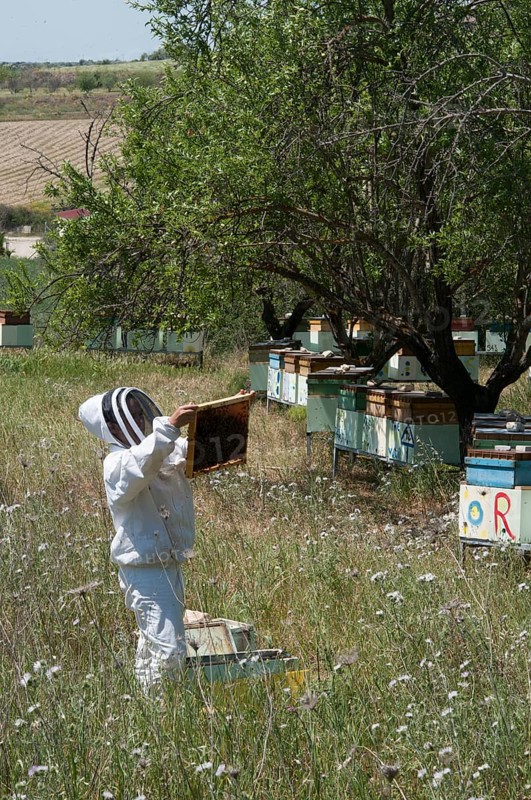 Beekeeper checking a frame of brood