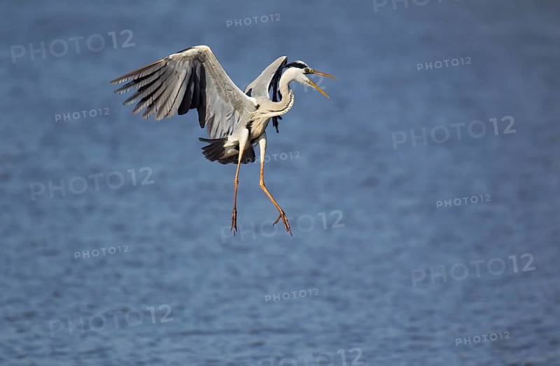 Grey Heron (Ardea cinerea)