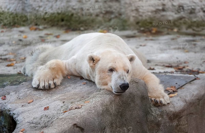 Polar Bear (Ursus maritimus)