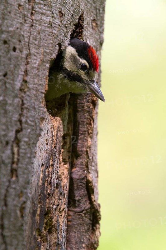 Great Spotted Woodpecker (Dendrocopos major)