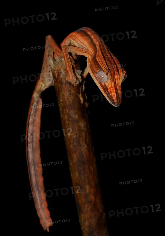 Lined Leaf-tail Gecko (Uroplatus lineatus)