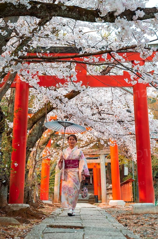 Japanese woman with kimono under blossoming cherry trees
