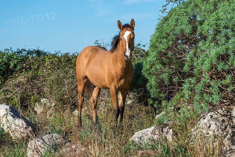 Horse