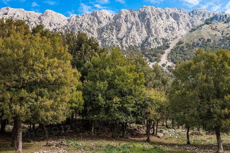 Mountain landscape with limestone rocks and an oak forest (Quercus)