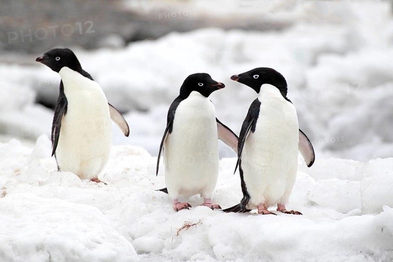 Adelie Penguins (Pygoscelis adeliae)