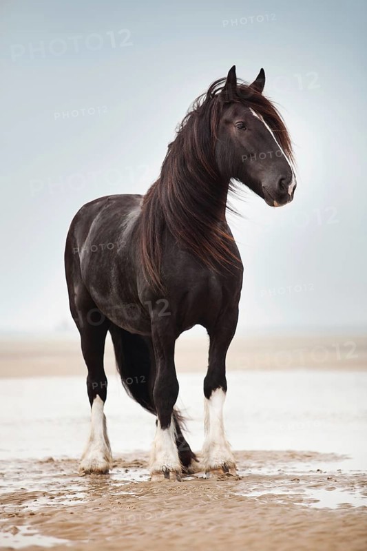 Shire Horse gelding