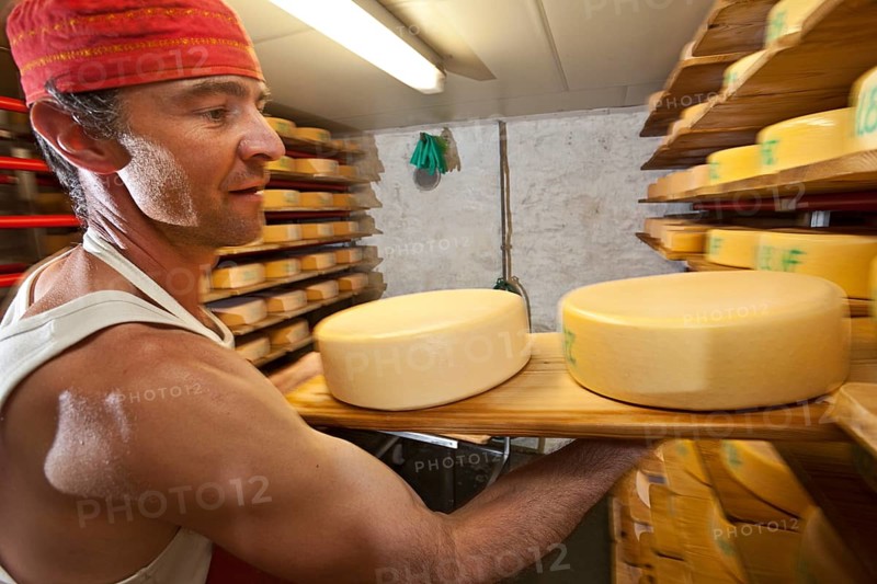 Dairyman storing cheese wheels produced by him in the cheese cellar