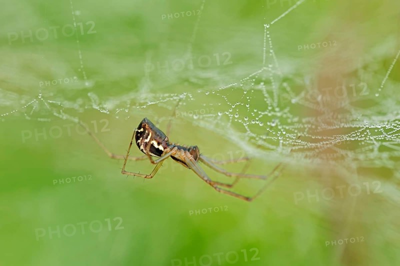 European Sheet-web Spider (Linyphia triangularis)