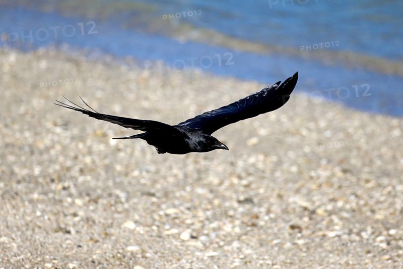 Fish Crow (Corvus ossifragus)