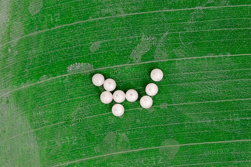 Eggs from the Pale Owl or Giant Owl butterfly (Caligo memnon)
