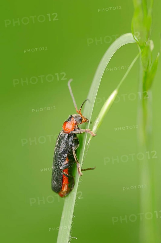 Soldier Beetle (Cantharis fusca)