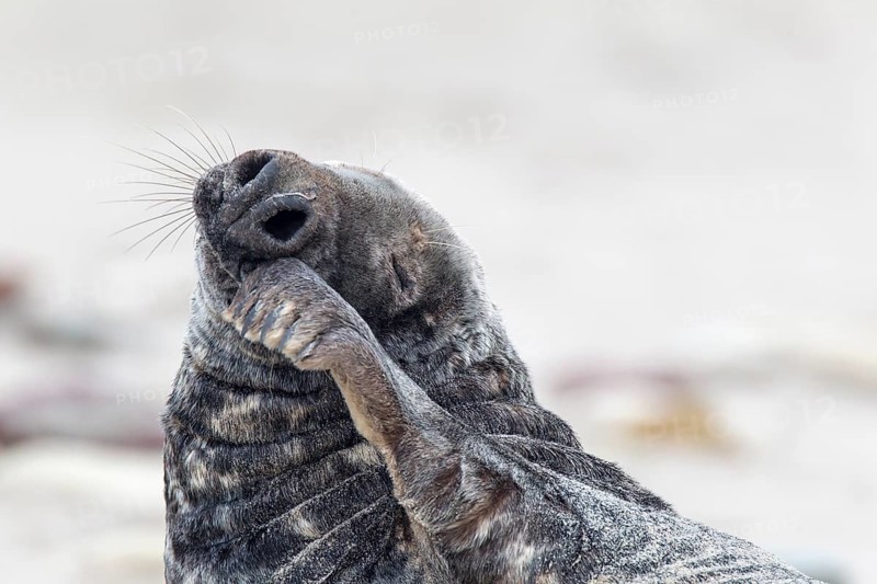 Grey Seal (Halichoerus grypus)