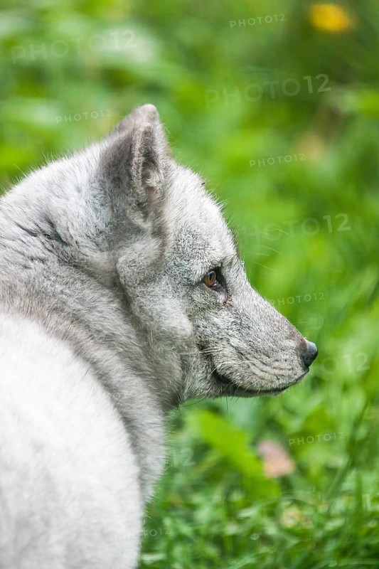 Arctic Fox (Vulpes lagopus)