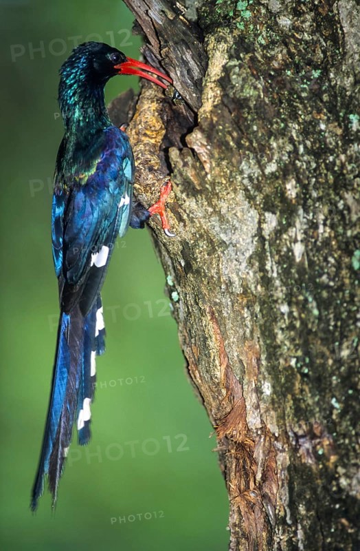 Green Wood Hoopoe or Kakelaar (Phoeniculus purpureus) feeding its young on a tree hole
