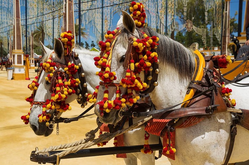 Decorated horses at the Feria del Caballo Horse Fair