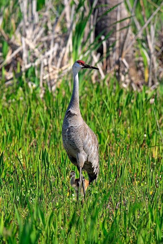 Sandhill Crane (Grus canadensis) with young