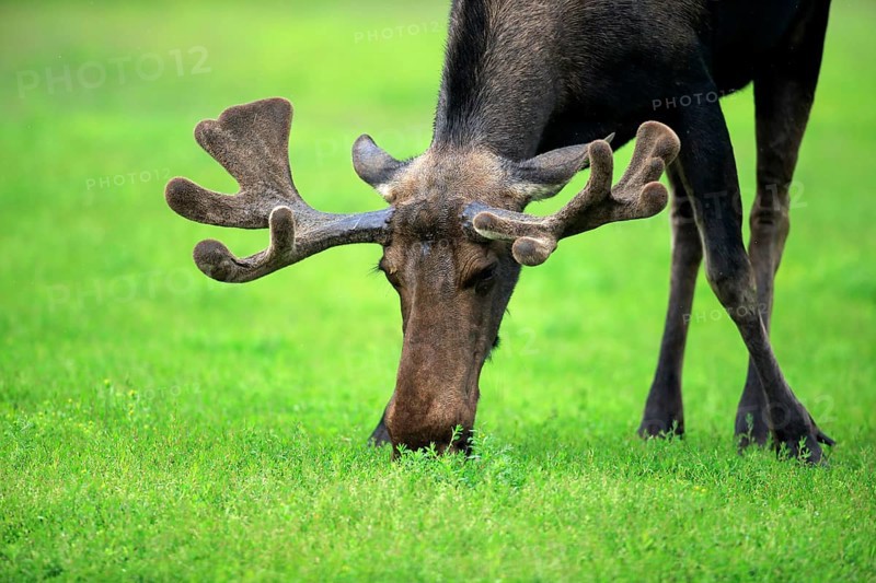 Moose (Alces alces)