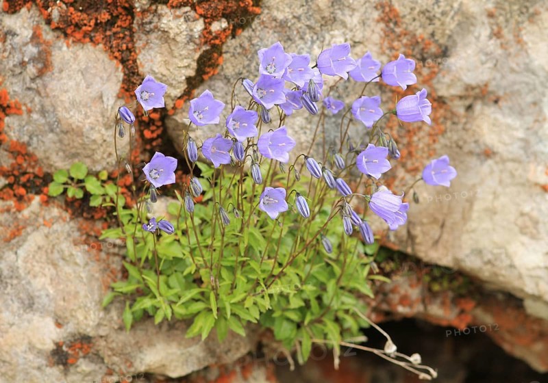Earleaf Bellflower or Fairies' Thimbles (Campanula cochleariifolia)