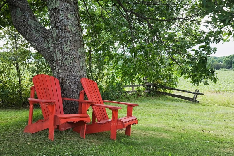 Two red wooden Adirondack chairs under a tree in a residential backyard
