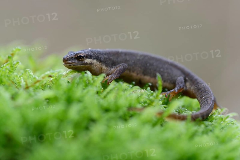 Smooth newt (Lissotriton vulgaris)