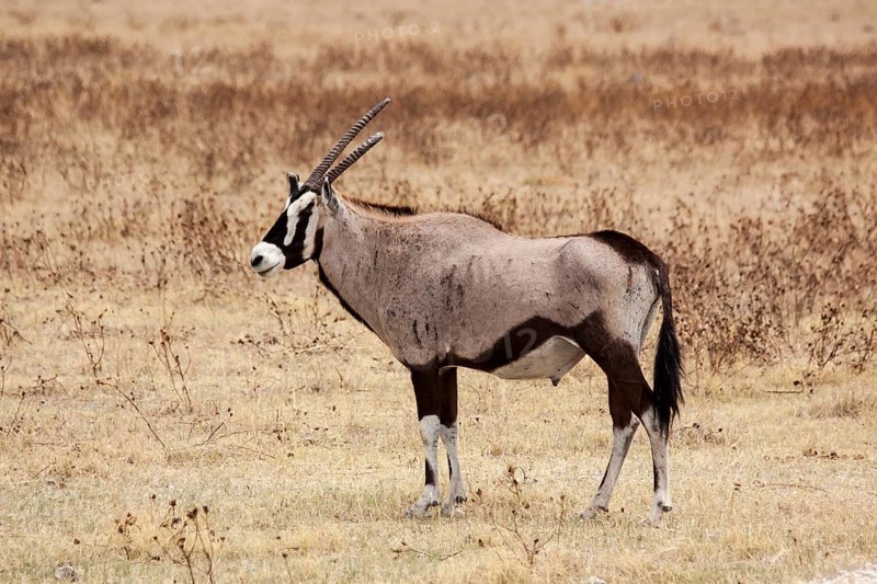 Gemsbok (Oryx gazella)