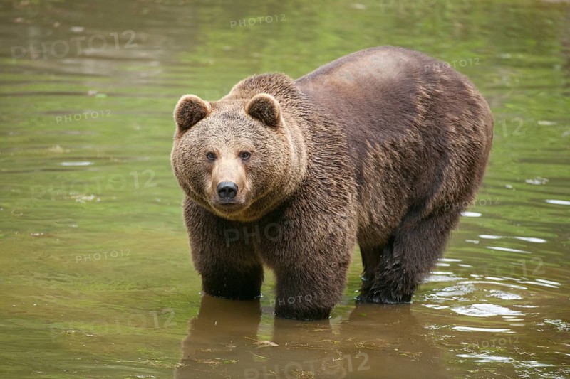 Brown Bear (Ursus arctos)
