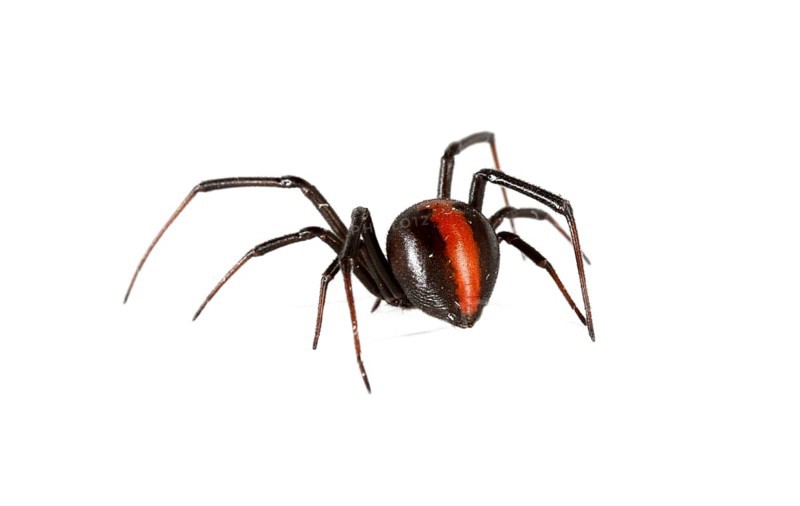 Redback Spider (Latrodectus hasselti)