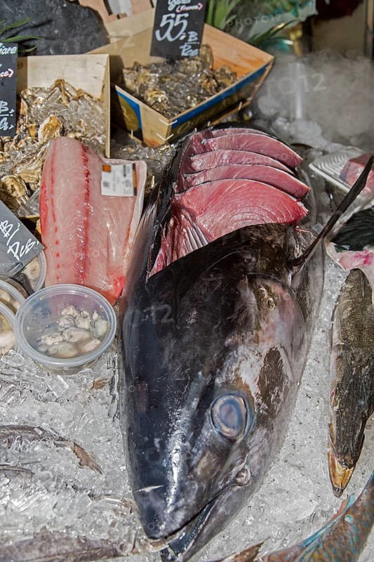 Yellowfin Tuna